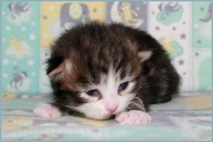 Male Siberian Kitten from Deedlebug Siberians